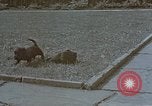 Standbild Berghof Terrasse Berchtesgaden Deutschland, 1940, aus Sekunde 61 historischem Filmmaterial Videoclip 65675047970