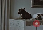 Immagine di Ufficiale nazista Berchtesgaden Germania, 1940, secondo 5 filmato di repertorio 65675047972