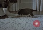 Immagine di Ufficiale nazista Berchtesgaden Germania, 1940, secondo 9 filmato di repertorio 65675047972