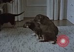 Immagine di Ufficiale nazista Berchtesgaden Germania, 1940, secondo 13 filmato di repertorio 65675047972