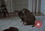 Immagine di Ufficiale nazista Berchtesgaden Germania, 1940, secondo 14 filmato di repertorio 65675047972