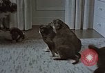 Immagine di Ufficiale nazista Berchtesgaden Germania, 1940, secondo 15 filmato di repertorio 65675047972