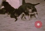 Immagine di Adolf Hitler Berghof Berchtesgaden Germania, 1940, secondo 51 filmato di repertorio 65675047979