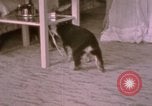 Immagine di Adolf Hitler Berghof Berchtesgaden Germania, 1940, secondo 56 filmato di repertorio 65675047979
