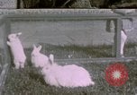 Image of children at Berghof Berchtesgaden Germany, 1940, second 1 stock footage video 65675047989
