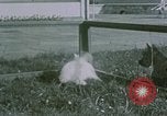 Image of children at Berghof Berchtesgaden Germany, 1940, second 20 stock footage video 65675047989