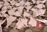 Standbild Gruppe des Deutschen Volkes Deutschland, 1940, aus Sekunde 17 historischem Filmmaterial Videoclip 65675048009