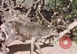 Image of Eva Braun in Norway Norway, 1939, second 3 stock footage video 65675048018