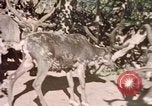 Image of Eva Braun in Norway Norway, 1939, second 4 stock footage video 65675048018