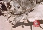 Image of Eva Braun in Norway Norway, 1939, second 5 stock footage video 65675048018