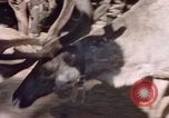 Image of Eva Braun in Norway Norway, 1939, second 6 stock footage video 65675048018