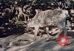 Image of Eva Braun in Norway Norway, 1939, second 8 stock footage video 65675048018