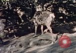Image of Eva Braun in Norway Norway, 1939, second 9 stock footage video 65675048018