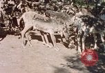 Image of Eva Braun in Norway Norway, 1939, second 11 stock footage video 65675048018