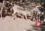 Image of Eva Braun in Norway Norway, 1939, second 12 stock footage video 65675048018