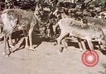 Image of Eva Braun in Norway Norway, 1939, second 13 stock footage video 65675048018
