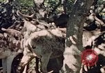 Image of Eva Braun in Norway Norway, 1939, second 17 stock footage video 65675048018