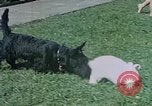 Immagine di Eva Braun home movie Germania, 1940, secondo 48 filmato di repertorio 65675048038