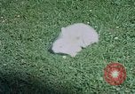 Immagine di Eva Braun home movie Germania, 1940, secondo 50 filmato di repertorio 65675048038