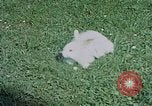 Immagine di Eva Braun home movie Germania, 1940, secondo 51 filmato di repertorio 65675048038