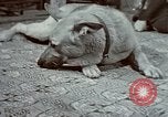 Image of Eva Braun Germany, 1940, second 48 stock footage video 65675048056