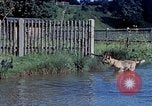 Image of Eva Braun Germany, 1940, second 13 stock footage video 65675048060