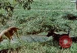 Image of Eva Braun Germany, 1940, second 41 stock footage video 65675048060