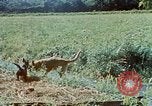 Image of Eva Braun Germany, 1940, second 48 stock footage video 65675048060
