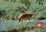 Image of Eva Braun Germany, 1940, second 53 stock footage video 65675048060