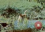 Image of Eva Braun Germany, 1940, second 58 stock footage video 65675048060