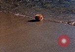Immagine di Eva Braun Italia, 1940, secondo 62 filmato di repertorio 65675048066