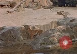 Immagine di Eva Braun Germania, 1940, secondo 20 filmato di repertorio 65675048102
