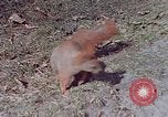 Immagine di Eva Braun Germania, 1940, secondo 38 filmato di repertorio 65675048102