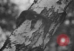 Immagine di Gli atleti olimpici nella formazione 1936 Elstal Wustermark Germania, 1936, secondo 15 filmato di repertorio 65675048118