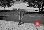 Immagine di Gli atleti olimpici nella formazione 1936 Elstal Wustermark Germania, 1936, secondo 49 filmato di repertorio 65675048118