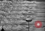 Image of 1936 Olympics Womens 100 meter swim Berlin Germany, 1936, second 12 stock footage video 65675048130