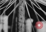 Image of Theodore Roosevelt United States USA, 1913, second 22 stock footage video 65675048143