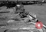 Image of American marines Tarawa Gilbert Islands, 1943, second 45 stock footage video 65675048148