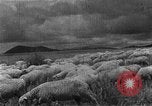 Image of Korean livestock industry North Korea, 1947, second 3 stock footage video 65675048309