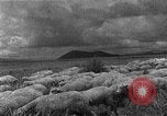 Image of Korean livestock industry North Korea, 1947, second 4 stock footage video 65675048309