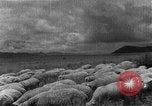 Image of Korean livestock industry North Korea, 1947, second 5 stock footage video 65675048309