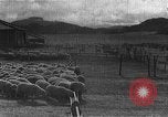 Image of Korean livestock industry North Korea, 1947, second 8 stock footage video 65675048309