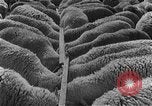 Image of Korean livestock industry North Korea, 1947, second 11 stock footage video 65675048309