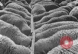 Image of Korean livestock industry North Korea, 1947, second 12 stock footage video 65675048309