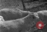 Image of Korean livestock industry North Korea, 1947, second 13 stock footage video 65675048309