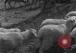 Image of Korean livestock industry North Korea, 1947, second 14 stock footage video 65675048309
