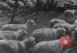 Image of Korean livestock industry North Korea, 1947, second 15 stock footage video 65675048309