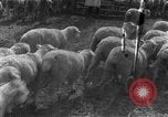 Image of Korean livestock industry North Korea, 1947, second 16 stock footage video 65675048309