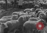 Image of Korean livestock industry North Korea, 1947, second 17 stock footage video 65675048309