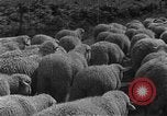 Image of Korean livestock industry North Korea, 1947, second 18 stock footage video 65675048309